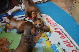 Jamnik d�ugow�osy